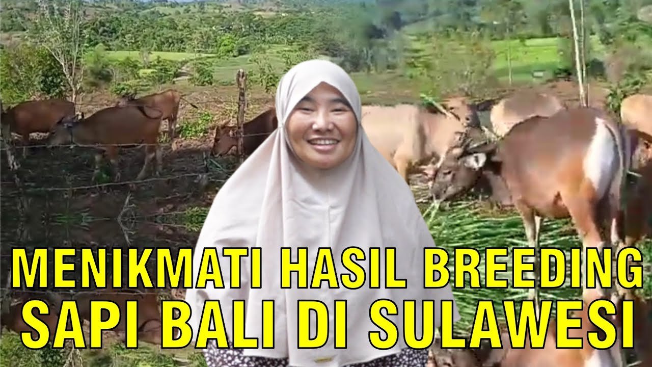
                                 Breeding-Sapi-Bali-Sulawesi